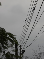 Dicrurus macrocercus