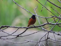 Phoenicurus auroreus