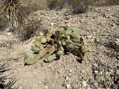 Opuntia arizonica