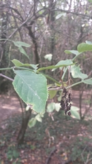 Viburnaceae