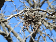 Tillandsia virescens