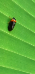 Phymatostetha deschampsi