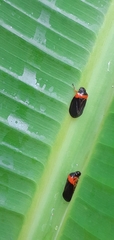 Phymatostetha deschampsi