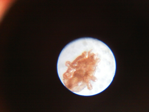 Macrochelidae