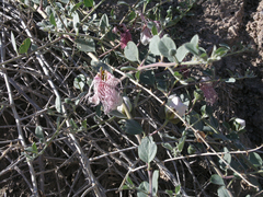 Capparis spinosa — photo 2