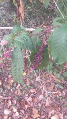 Phytolacca americana