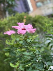 Hibiscus rosa-sinensis