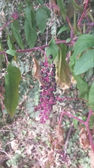 Phytolacca americana