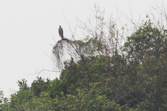 Hierococcyx sparverioides