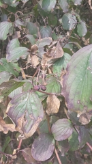 Cornus sanguinea
