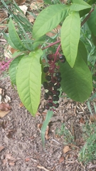 Phytolacca americana