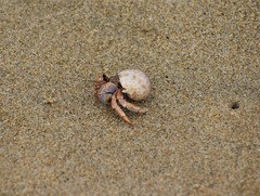 Coenobita violascens