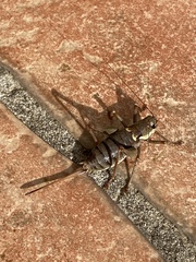 Antaxius