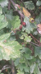 Crataegus monogyna