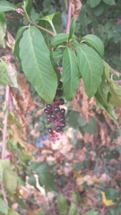 Phytolacca americana