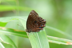 Ptychandra lorquinii