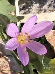 Colchicum cupanii