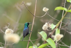 Cinnyris bifasciatus