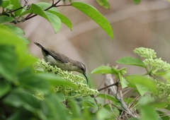 Cinnyris bifasciatus
