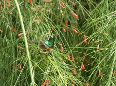 Cinnyris chloropygius