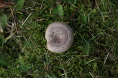 Lactarius circellatus