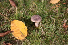 Lactarius circellatus