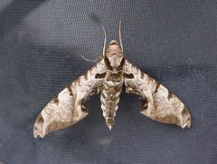 Protambulyx eurycles