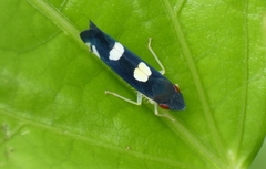 Pachitea subflava
