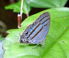 Evenus satyroides