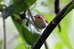 Poecilotriccus plumbeiceps