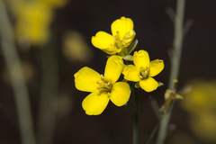 Diplotaxis tenuifolia