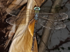 Gynacantha subinterrupta