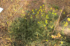 Diplotaxis tenuifolia