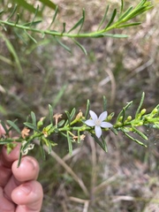 Philotheca queenslandica
