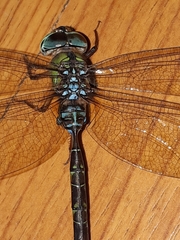 Gynacantha subinterrupta