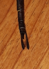 Gynacantha subinterrupta