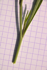 Diplotaxis tenuifolia