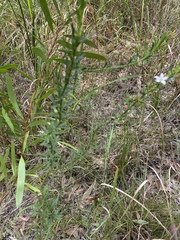 Philotheca queenslandica