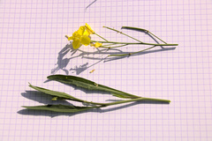 Diplotaxis tenuifolia