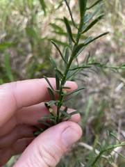 Philotheca queenslandica