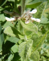 Stachys albens