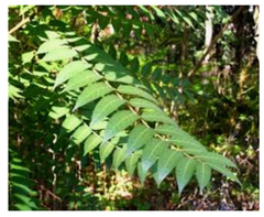 Ailanthus altissima
