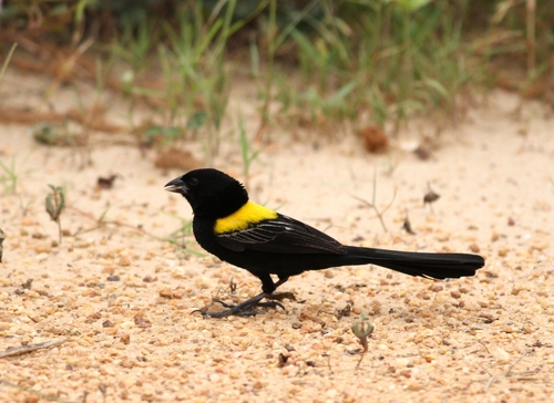 Yellow-mantled Widowbird