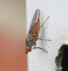 Tephrochlamys rufiventris