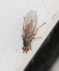 Tephrochlamys rufiventris