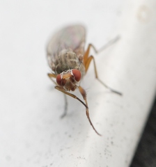 Tephrochlamys rufiventris