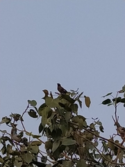 Acridotheres tristis