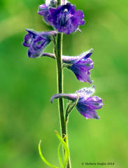 Delphinium fissum