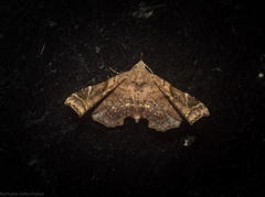 Esthlodora variabilis