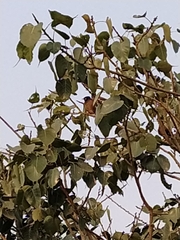 Acridotheres tristis